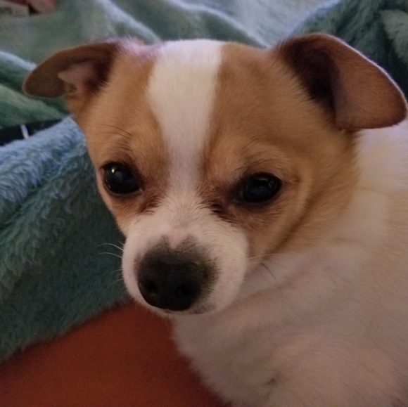 Meet your Posher, Douglas - Picture 1 of 1